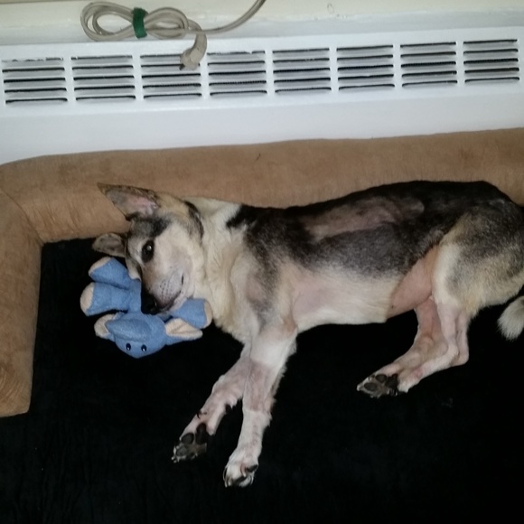 Meet your Posher, Ana - Picture 1 of 2